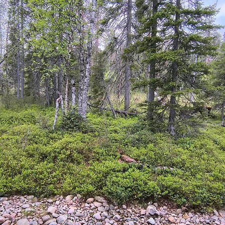 Aihki Pine Cottage, * Syöte